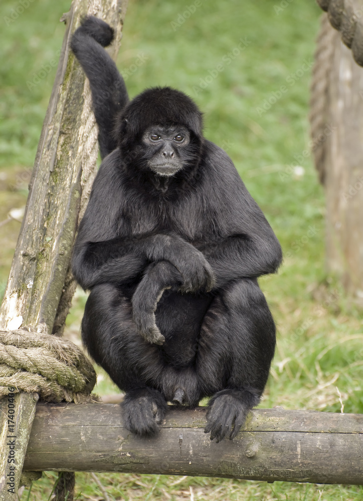 Agile Gibbon, małpa