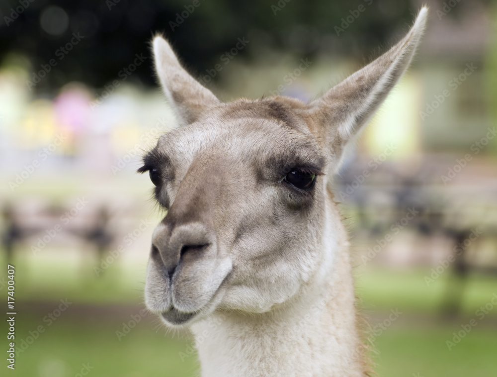 Obraz premium Guanaco