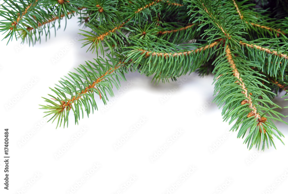 Pine branches Pine branches