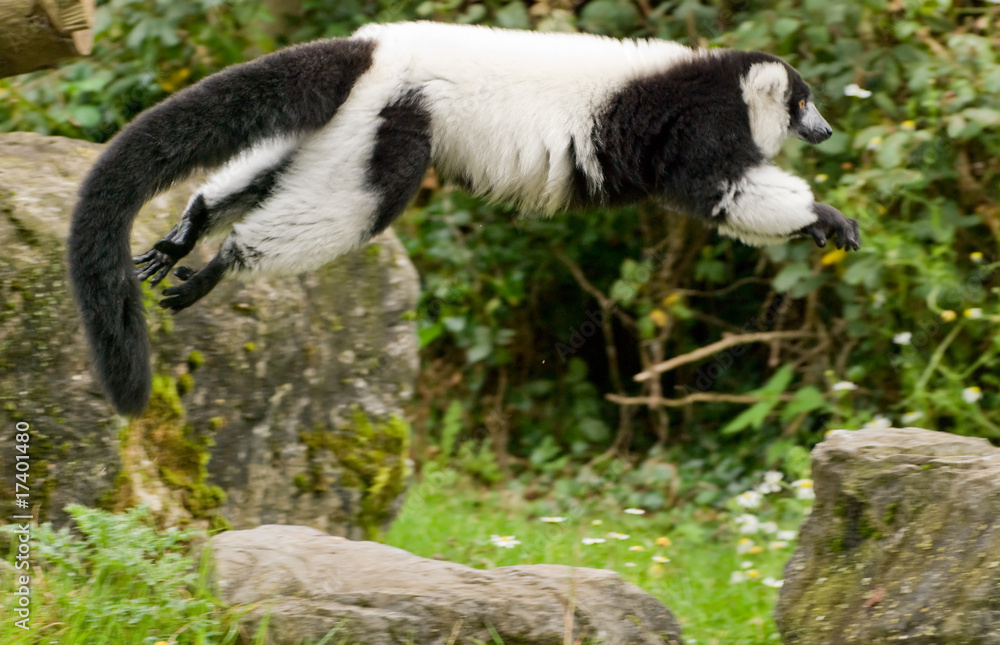 Black & White Ruffed Lemur Black & White Ruffed Lemur