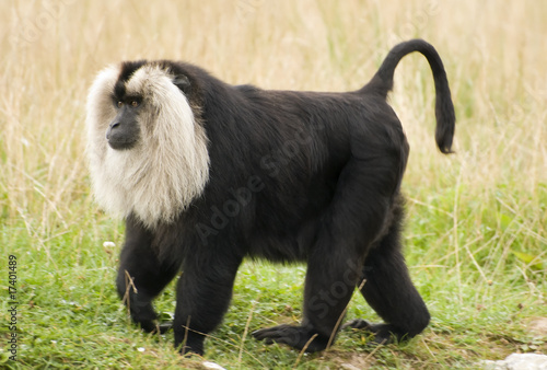 Plakat Lion-tailed Macaque