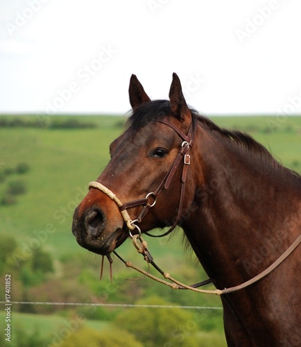 Quarter Horse Portrait © ScullyPictures