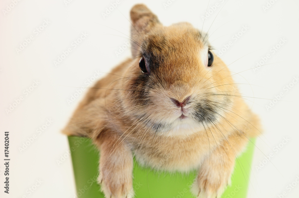 Hase Hase