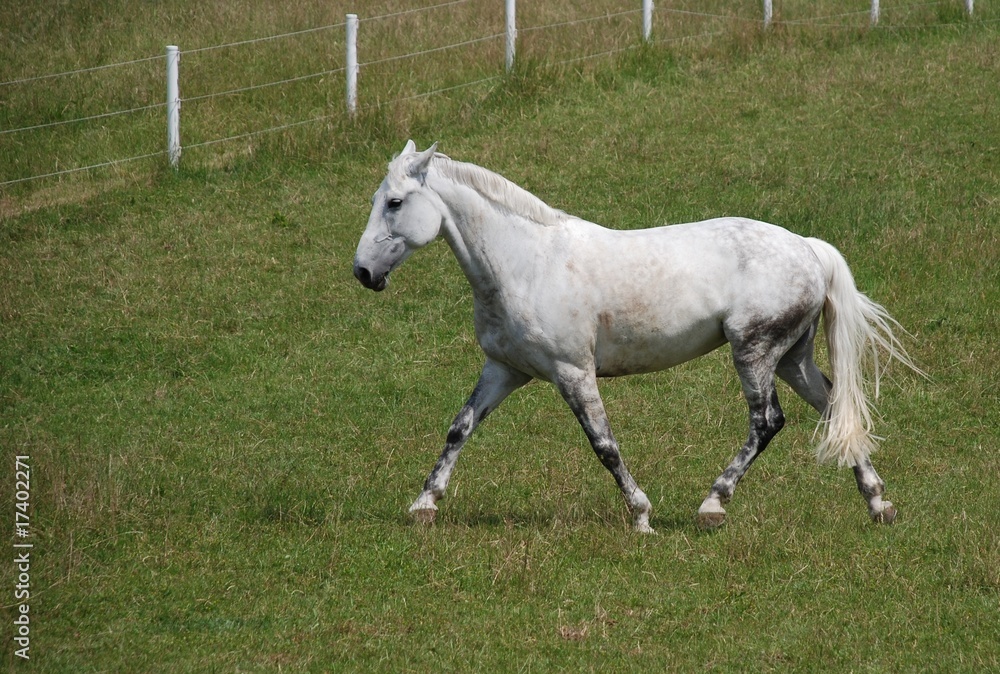 Obraz premium Lettisches Warmblut