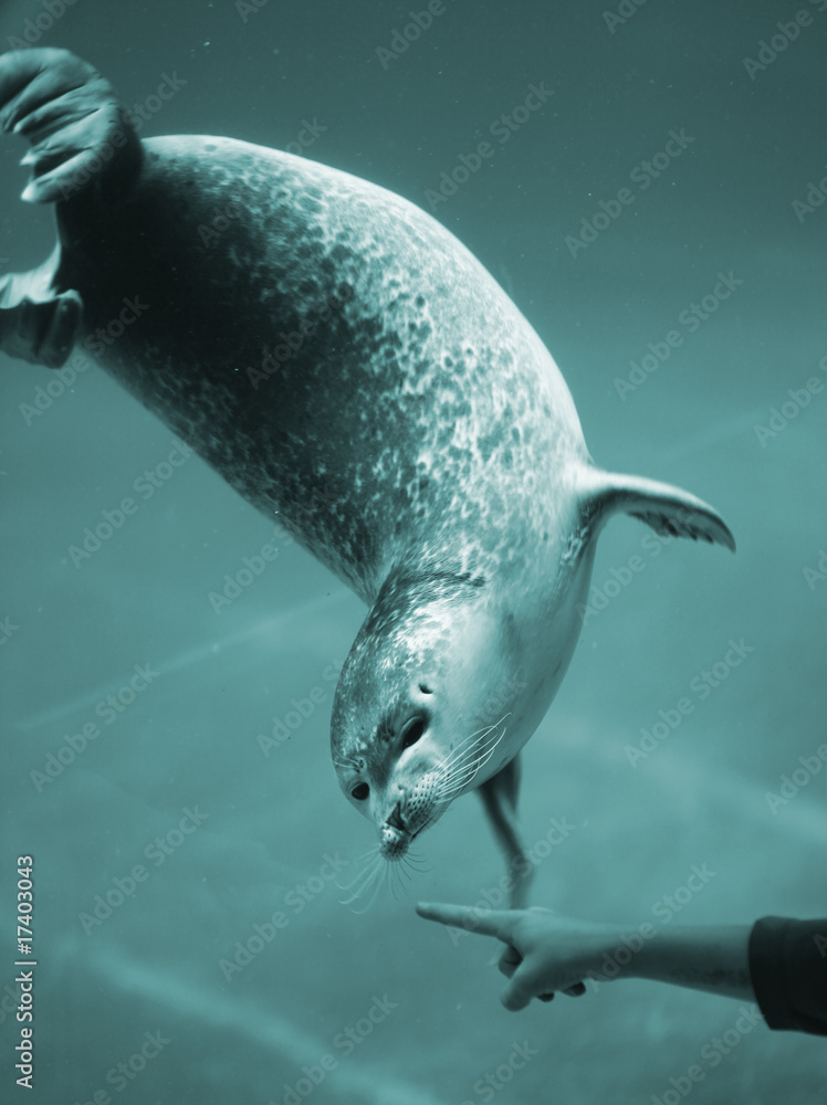 Fototapeta premium Jemanden an der Nase herumführen