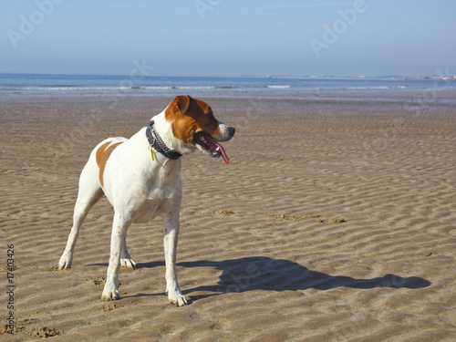 Fototapeta Naklejka Na Ścianę i Meble -  dog on a beach
