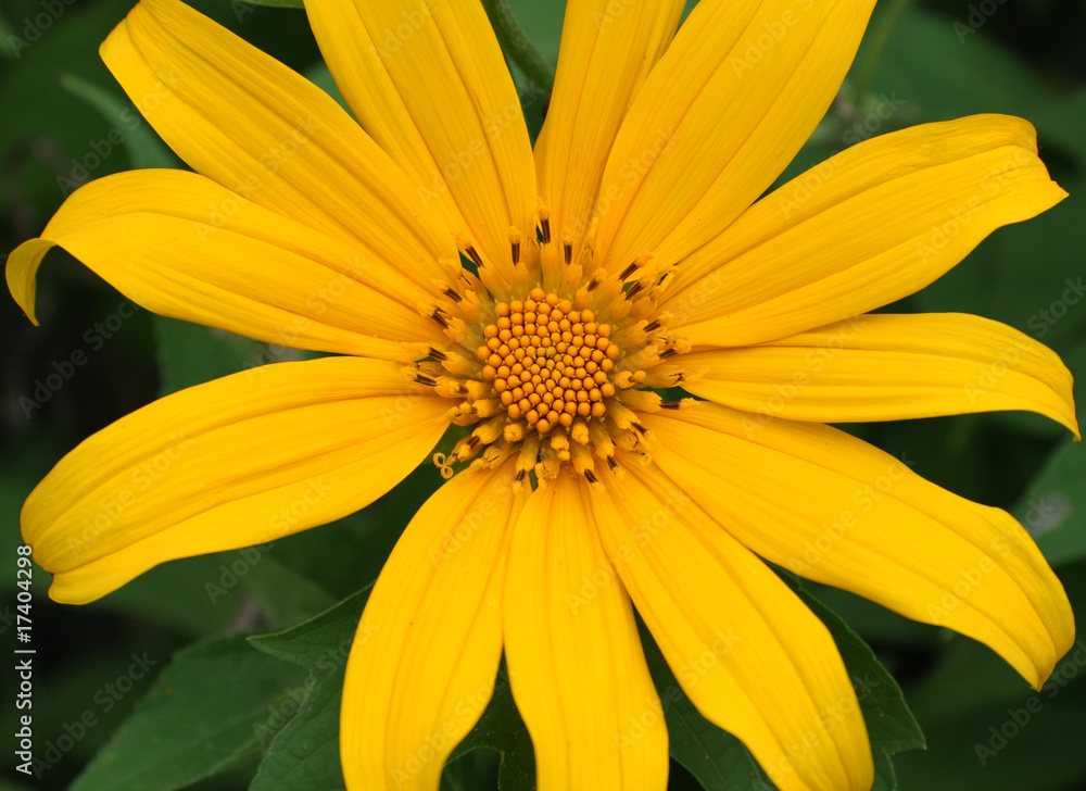 fleur jaune de tithonia diversifolia fleur jaune de tithonia diversifolia