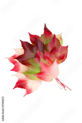 Herbstblätter