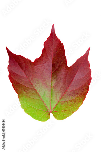 Herbstblatt