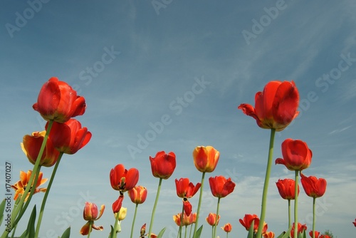 Tulpen © jms_foto