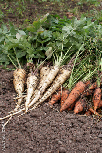 carrots and parsnip