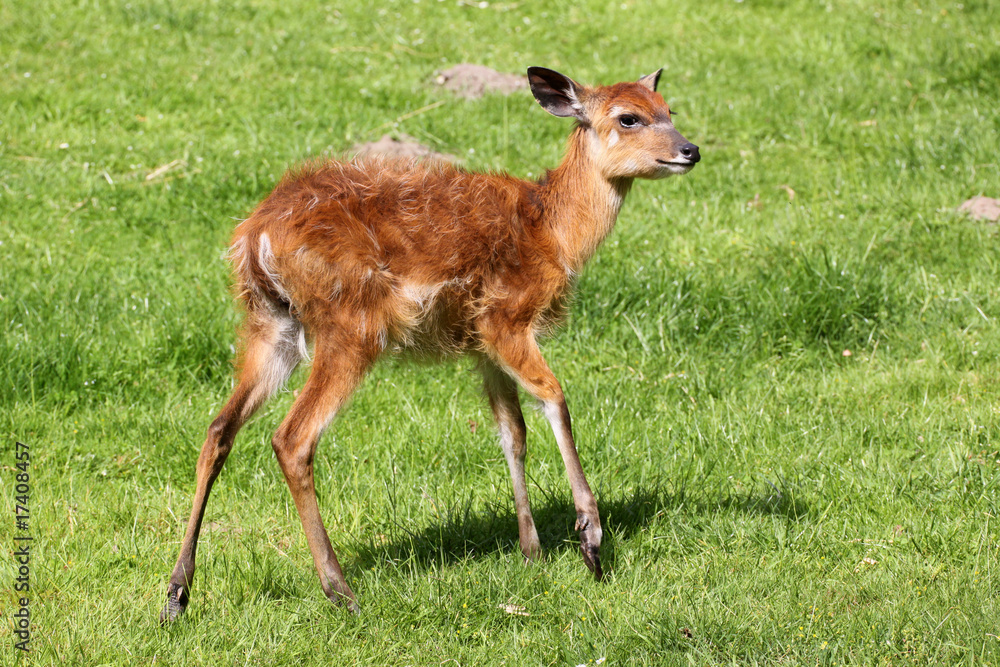 Sitatunga