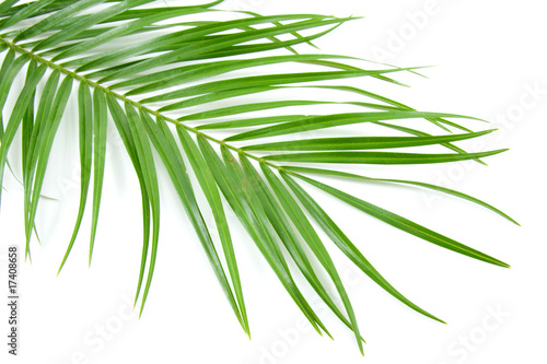 palm leaf over white background