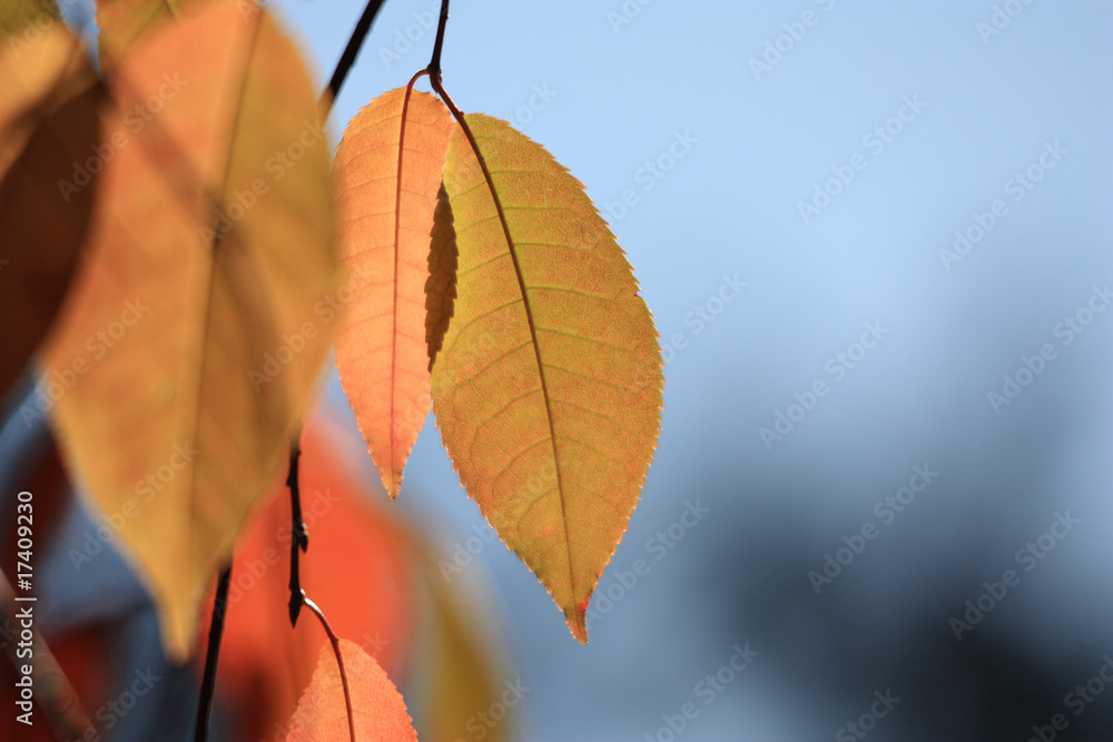 Obraz premium herbstlich