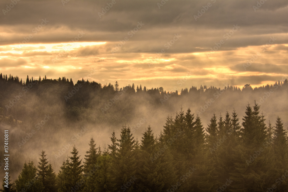 Trees at a foggy scenery morning