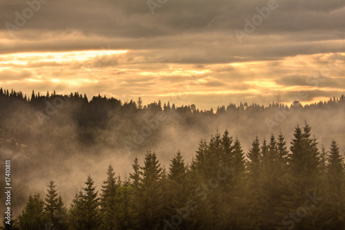 Trees at a foggy scenery morning