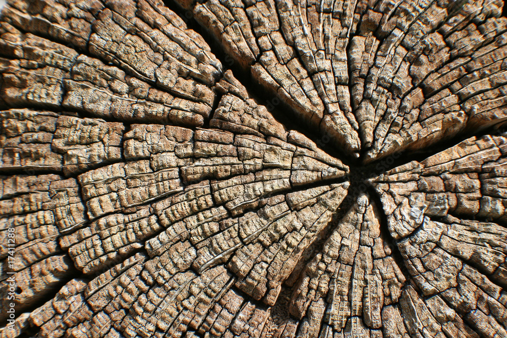 Fototapeta premium Holz