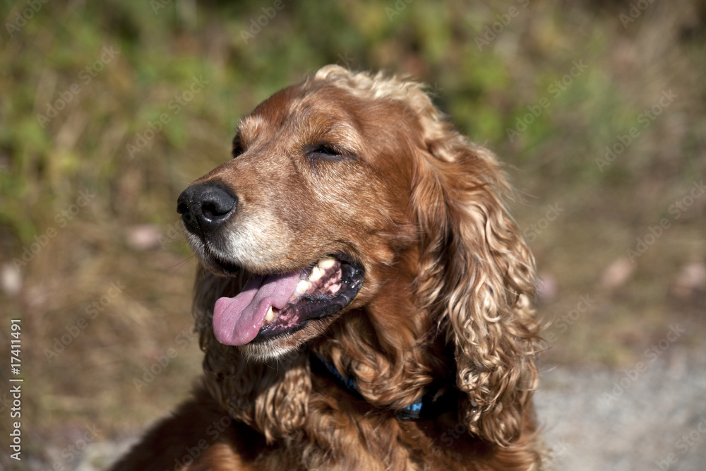 Obraz premium Cocker Spaniel #23