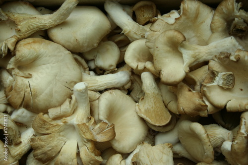 pleurotes, champignons