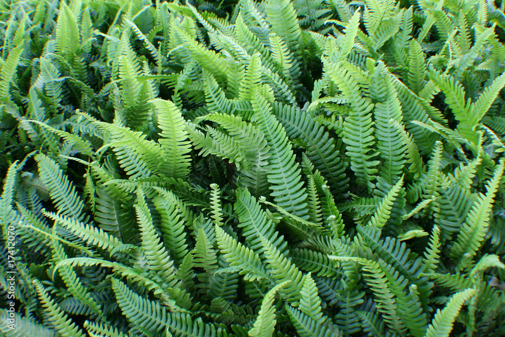 Farn StockFoto Adobe Stock