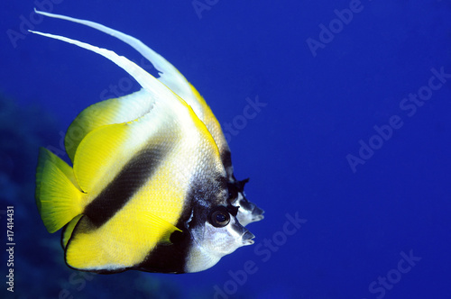 Two identical Red Sea bannerfishes on blue background photo