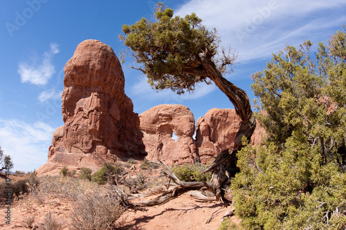 Deformed Tree in Desert