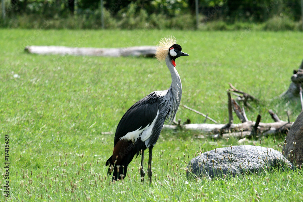 Fototapeta premium Crane Bird