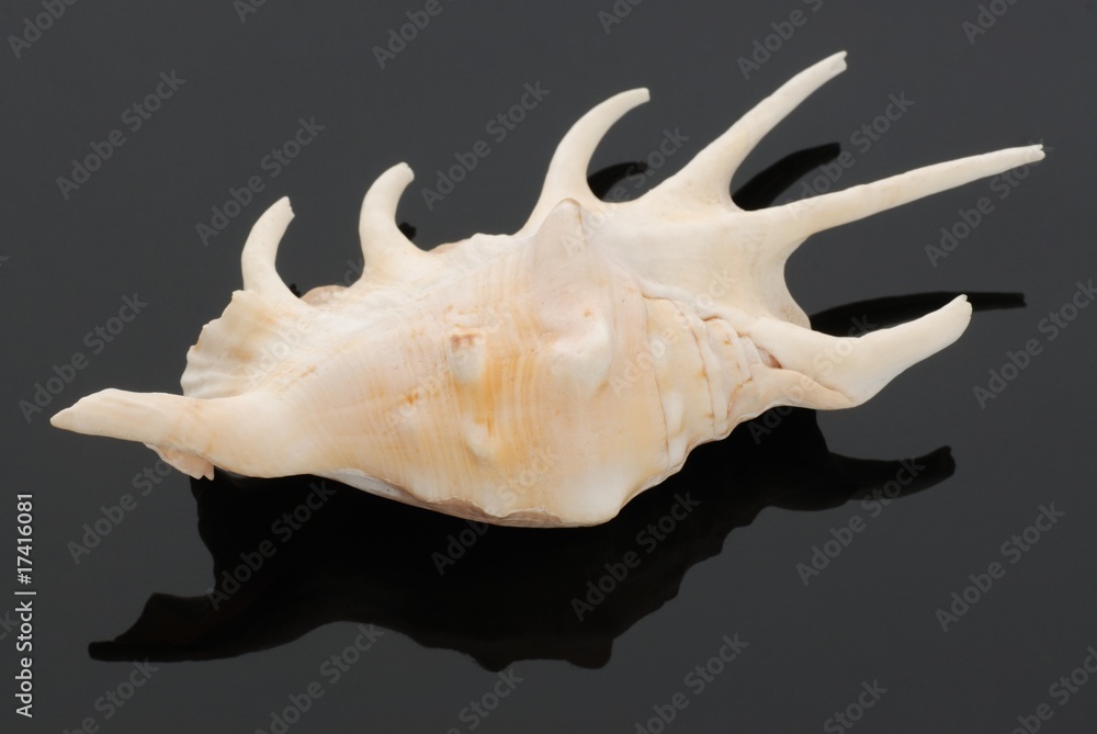 Seashell Seashell