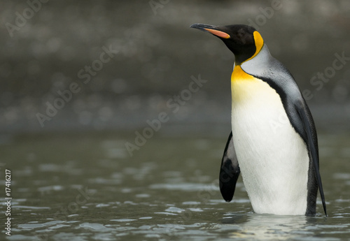 King Penguin Standing in the Shallows