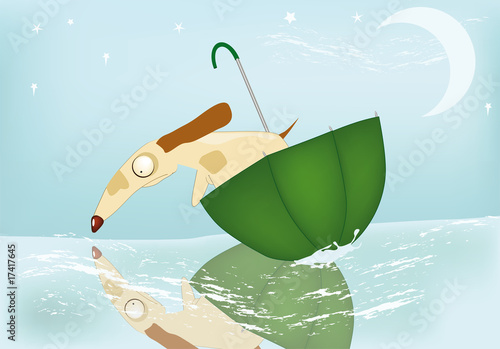 dog floating in an umbrella