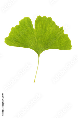 ginkgoblatt