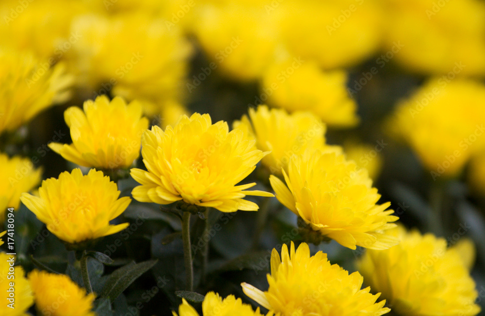 Beautiful yellow chrysanthemum flowers background Beautiful yellow chrysanthemum flowers background