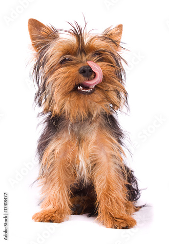 Yorkshire Terrier isolated on a white background