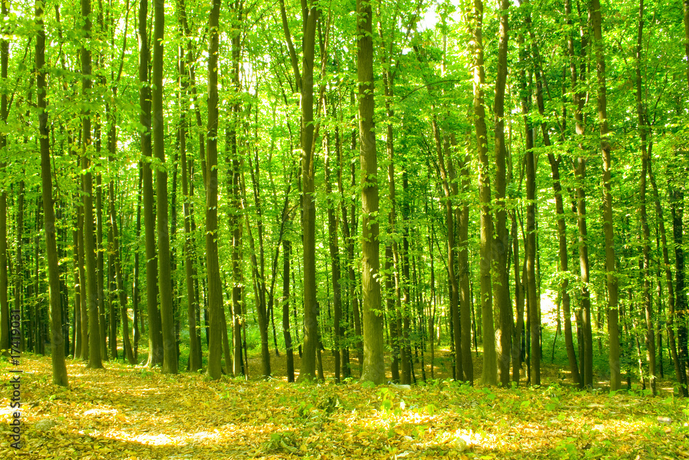 Obraz premium forest