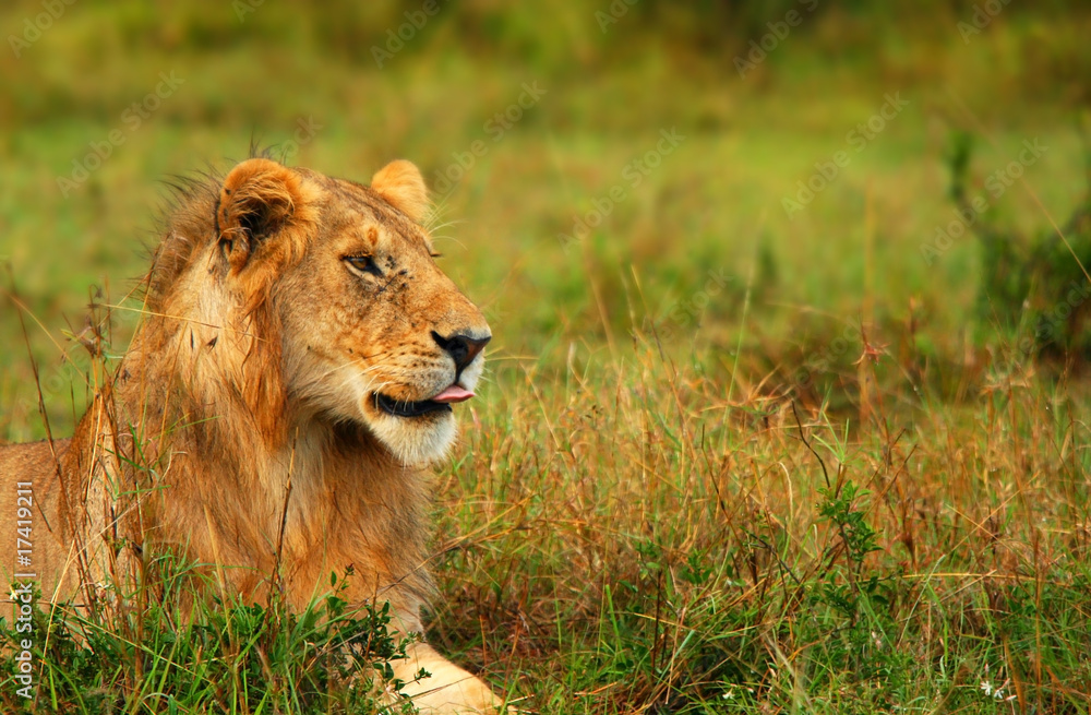 Portrait of young wild african lion Portrait of young wild african lion