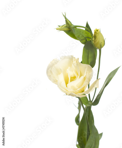 a fragment of pale  flowers isolated on white