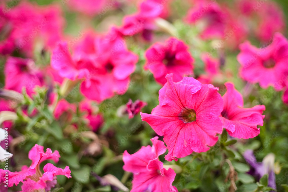 Fototapeta premium Geranium