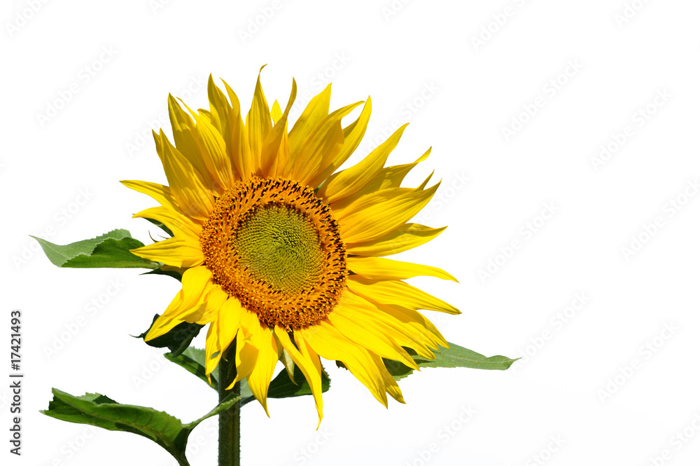 Sonnenblume 12 Sonnenblume 12
