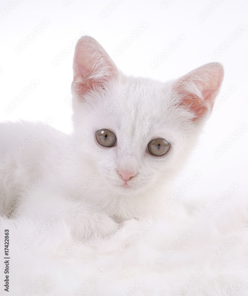 kitten on white fur