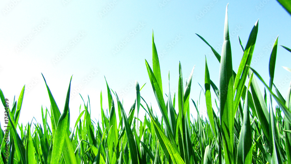 Fototapeta premium green lawn