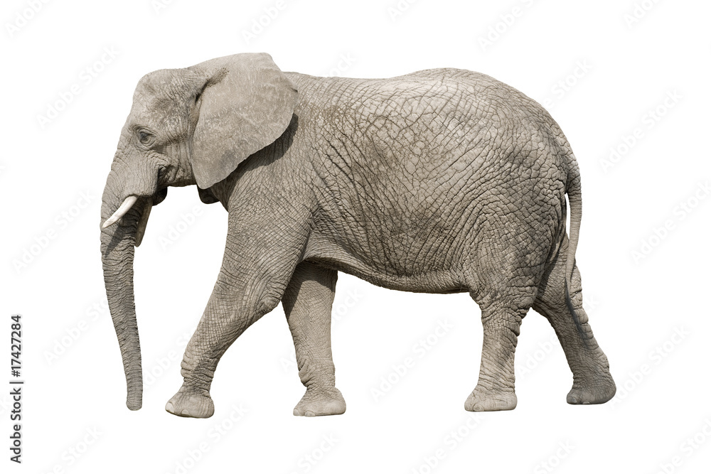 Obraz premium African elephant with clipping path