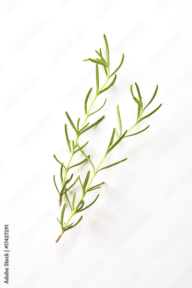 Obraz premium ローズマリー