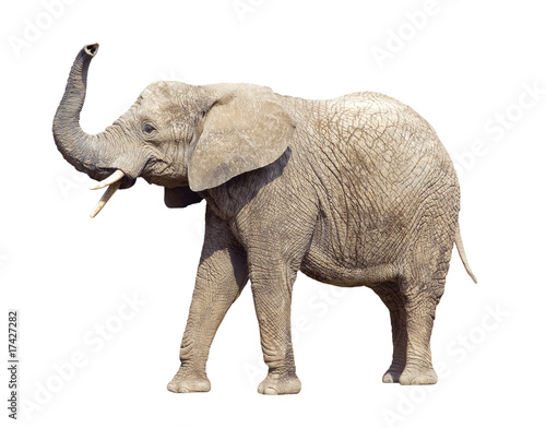 African elephant with clipping path © Jakub Krechowicz