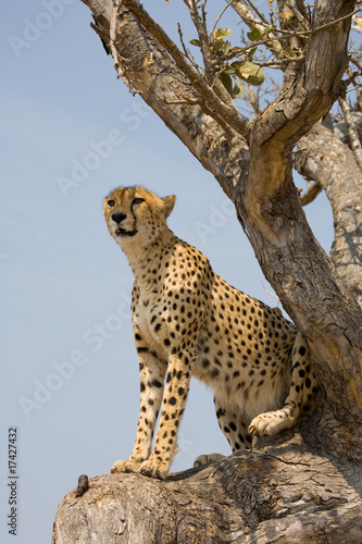 Cheetah in tree in South Africa