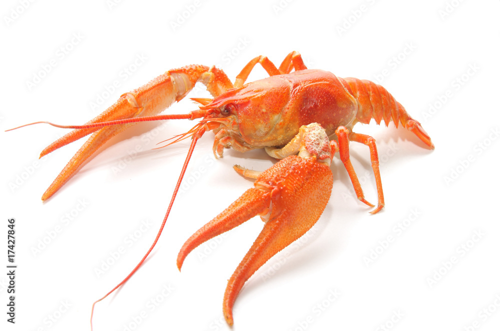 Crawfish Crawfish
