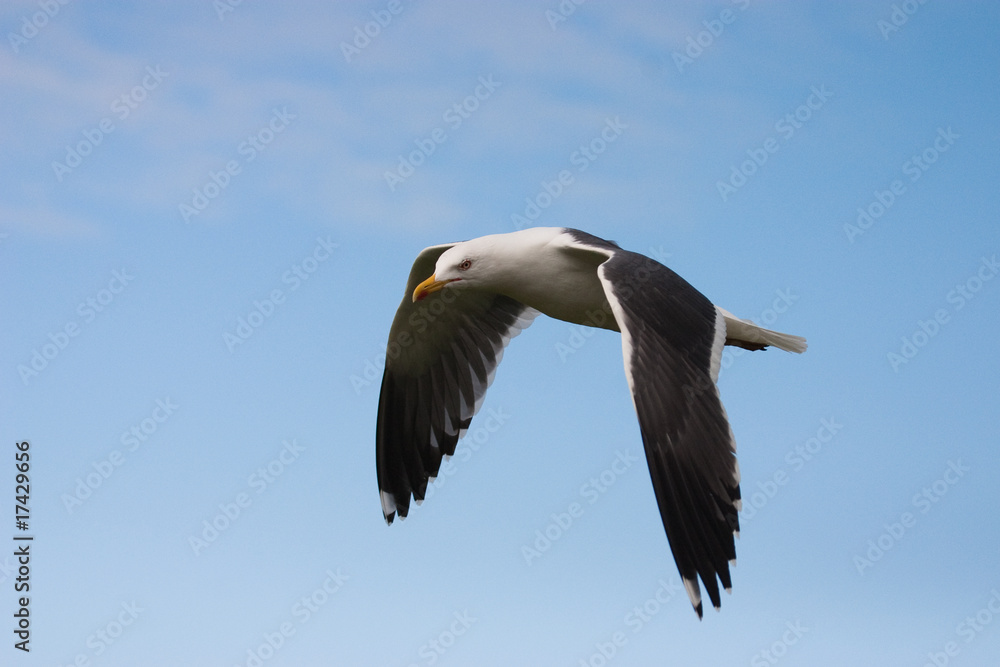 Seagull on the blue sky