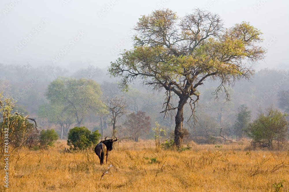 Wildebeest in the Mist at Dawn in South Africa Wildebeest in the Mist at Dawn in South Africa