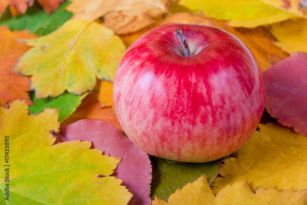 Red apple on autumn leaves Red apple on autumn leaves