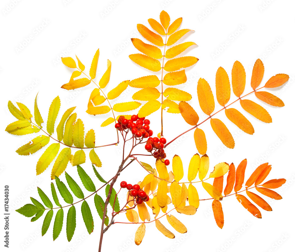 Fototapeta premium Rowan autumn composition isolated on white