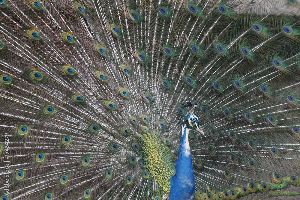 Obraz premium peacock